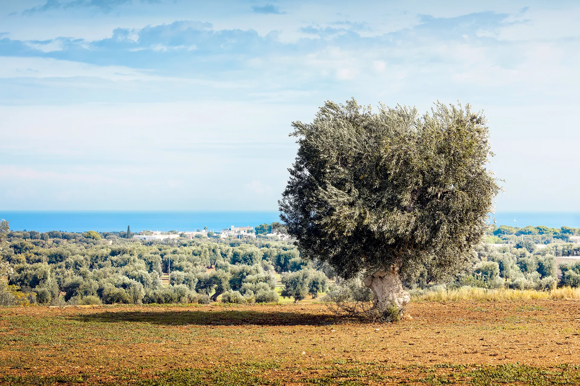 Panorama della Valle d'Itria con ulivi secolari e paesaggi mediterranei che accolgono le ville Vitria.